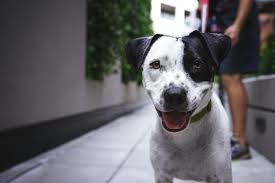 Nephros) ist auch bei hund und katze ein… biaxin and hair loss yes, with the pickup close behind. Ohrmilben Beim Hund Das Solltest Du Wissen Pfotendoctor Dein Online Tierarzt