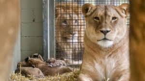 Nobody puts baby in the corner. Leipziger Zoo Lowin Totet Erneut Eigenen Nachwuchs Stern De