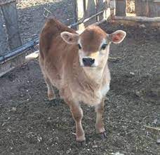 Little Mini Jersey Bull Calf Sired By Alpha Out Of Buttercup Cow Jersey Cow Bull Cow