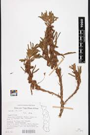 Image result for Kotschya ochreata