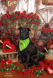 Maybe you would like to learn more about one of these? Dog About Town Take Your Furry Valentine Out To Get A Photo