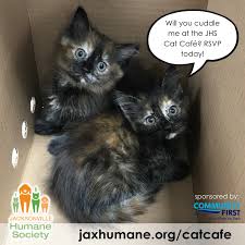 Play with cats and kittens while sipping a cappuccino. The Jacksonville Humane Society Our Cat Cafe Sponsored By Community First Credit Union Of Florida Is Coming Soon Don T Miss Your Chance To Enjoy Coffee And Kitties For Only A