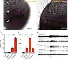 Corroborating the dni ratcliff's report of international intrusion, arturo d'elio outlined the scheme that proved successful. Putative Ligand Binding Sites Of Two Functionally Characterized Bark Beetle Odorant Receptors Springerlink