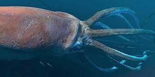 Giant squids normally inhabit the deep sea rather than coastal areas. Giant Squid Octolab Tv