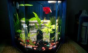 Isn T It Lovely This Is A Nice 5 Gallon Hexagon Tank That Is Heated And Perfect For A Gorgeous Betta Fish He Will Betta Fish Tank Betta Aquarium Betta Fish