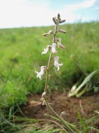 Image result for Cyphia