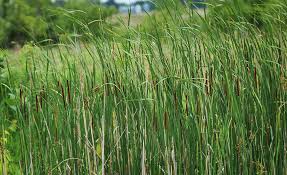 Image result for Typha