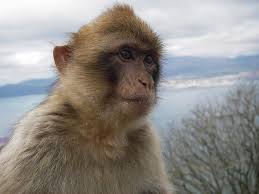 Monkeys look adorable and almost seem relatable since humans share genetic material with these creatures, but the care for these creatures can be what's not so great about a pet monkey. Primates And Monkeys Sold Online In Eu Euractiv Com