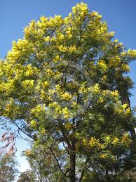 Image result for Acacia decurrens