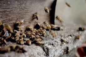 The Wasp Life Cycle – When Do Wasps Die Off? - Hullternative
