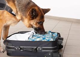 Can Drug Dogs Smell Carts? Can You Make Them Odor Proof?