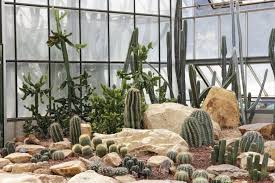 All products are custom made. 30 Best The Cactus Patch Ideas Cactus Cactus Patch Cactus Garden