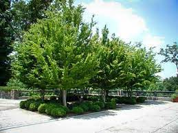 American Hornbeam American Hornbeam Trees To Plant Privacy Landscaping Evergreen Trees