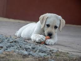 Register free for online tutoring session to clear your doubts. Are Dogs Omnivores Extreme Electric Dog Fence 2020 Diy Kits