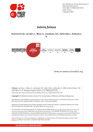 Image result for Scleria foliosa