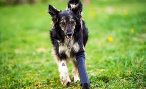 3 Best Dog Knee Braces Helping Your Pooch Get Around