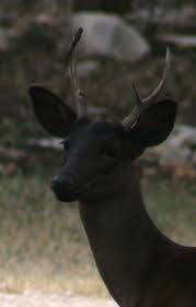 Black And White Deer Picture 