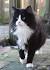 Tuxedo Cat Names