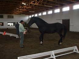 Oferte cai vaci oi vanzare anunțuri gratuite animale domestice și păsări din bihor pe lajumate. Cai De Vanzare Covasna