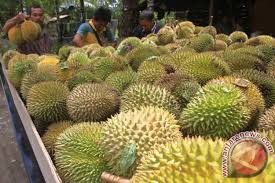 Coba kalau tanaman durian dikembangkan menjadi tanaman penghasil buah durian tanpa biji, pasti puas meski cuma makan satu durian. Di Pesisir Selatan Ada Paket Wisata Seputar Durian Antara News
