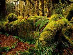 Hall Of Mosses Trail In Hoh Rainforest In Olympic National Park Washington Usa Photographic Print Chuck Haney Allposters Com Olympic National Park Scenic Photos National Parks