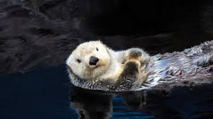 Maybe you would like to learn more about one of these? Otters Are Not Cute They Are Sick Depraved Jerks Iflscience