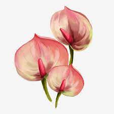 Hand Painted Flower Pink Anthurium Hand Painted Flower Flower With Picture Pink Flower Png Transparent Clipart Image And Psd File For Free Download Flower Painting Flower Illustration Watercolor Flower Background