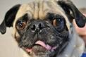 Brachycephalic Airway Syndrome in Dogs | VCA Animal Hospital
