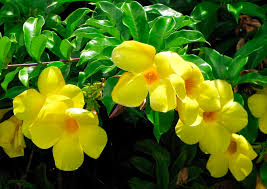 Image result for Allamanda
