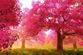 Currently they are widely distributed, especially in the temperate zone of the northern hemisphere including japan. Mysterious Japanese Cherry Blossom Tree Sakura Render Art Boscorelli Allposters Com