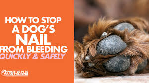 Maybe you would like to learn more about one of these? How To Quickly Safely Stop A Dog S Nail From Bleeding Positive Pets Dog Training