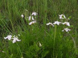 Image result for Afrosolen bainesii