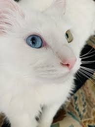 Beyaz Kedi Mavi Gozlu Kedi Mavi Ve Yesil Gozlu Kedi Kedi Kurk Evcil Hayvan Sevimli Pikist