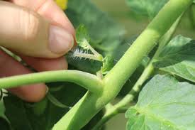 In der regel ist dieser vorgang ein bis zwei mal wöchentlich zu wiederholen. Anleitung Zum Tomaten Ausgeizen Die Besten Tipps Gartenlexikon De