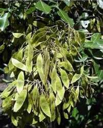 Image result for Dalbergia nitidula