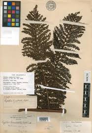Image result for Cyathea mildbraedii