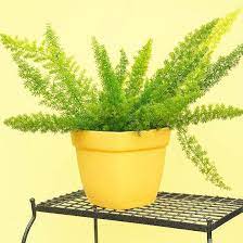 24 Houseplants With Fantastic Foliage That Will Brighten Up Any Room In Your Home Asparagus Fern Foxtail Fern Houseplants