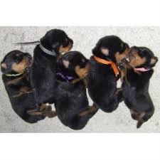This rottweiler breeder directory lists rottweiler kennels located in michigan where you can find we are a rottweiler breeder in northwest lower michigan. Wright S Rottweilers Rottweiler Breeder In Springport Michigan