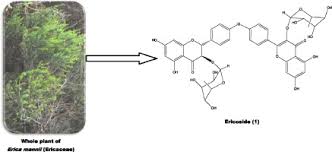 Image result for Erica mannii