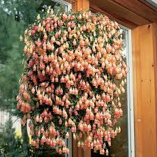 Coral Bells Kalanchoe Uniflora Plants For Hanging Baskets Cacti And Succulents Hanging Succulents