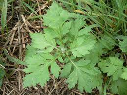 Image result for Bothriocline glomerata