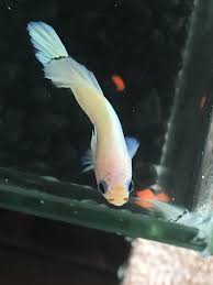Betta With Hole In The Head Freshwater Fish Disease And Fish Health Forum 339649