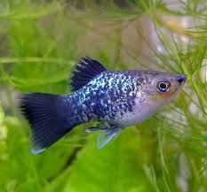 Platy (Fish) - Wikipedia