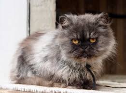 Breed description and pictures submitted by: Why Are Persian Cats So Expensive Price Chart Guide Faqcats Com