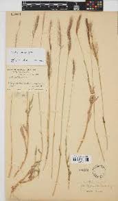 Image result for Perotis patens