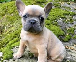 If you're looking for french bulldogs in ohio, you came to the right place. Elliot Is A Handsome Black And Tan Frenchie His Dad Is Chocolate So He Carries The Chocolate Gene His Mom Pretty Dogs Bulldog Puppies French Bulldog Puppies