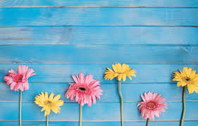 Maybe you would like to learn more about one of these? Wallpaper Flowers Background Yellow Colorful Pink Gerbera Yellow Wood Pink Flowers Spring Gerbera Images For Desktop Section Cvety Download