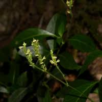 Image result for Justicia nyassana