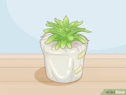 Maybe you would like to learn more about one of these? 3 Easy Ways To Send Plants Wikihow