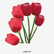 Flowers come in all shapes, sizes and colours. Red Tulips Tulip Clipart Tulip Red Flower Png Transparent Clipart Image And Psd File For Free Download